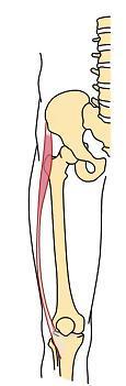大腿筋膜張筋_腸脛靭帯.jpg